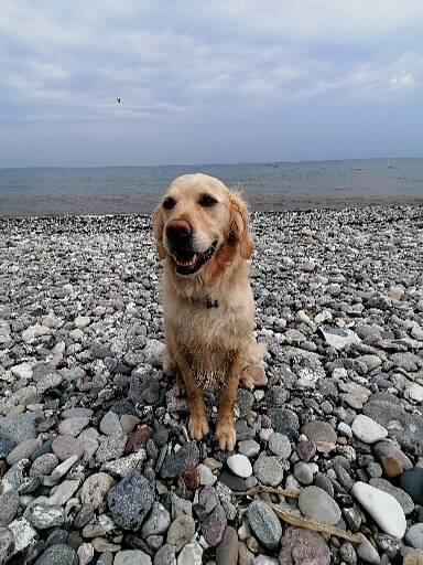Tierkommunikation-Erfahrungen-Hund-Cooper