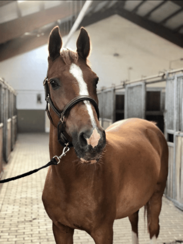 Tierkommunikation-Erfahrungen-Pferd-Jambo